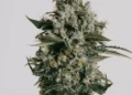 Super Skunk Feminized cannabis seeds from ILGM