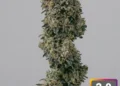 Wedding Cake Feminized cannabis seeds from ILGM