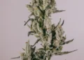 Zkittlez Feminized cannabis seeds from ILGM